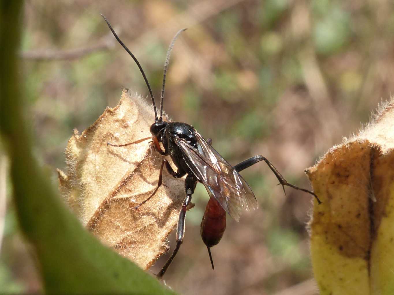 Ichneumonidae che somigliava ad un Pompilidae